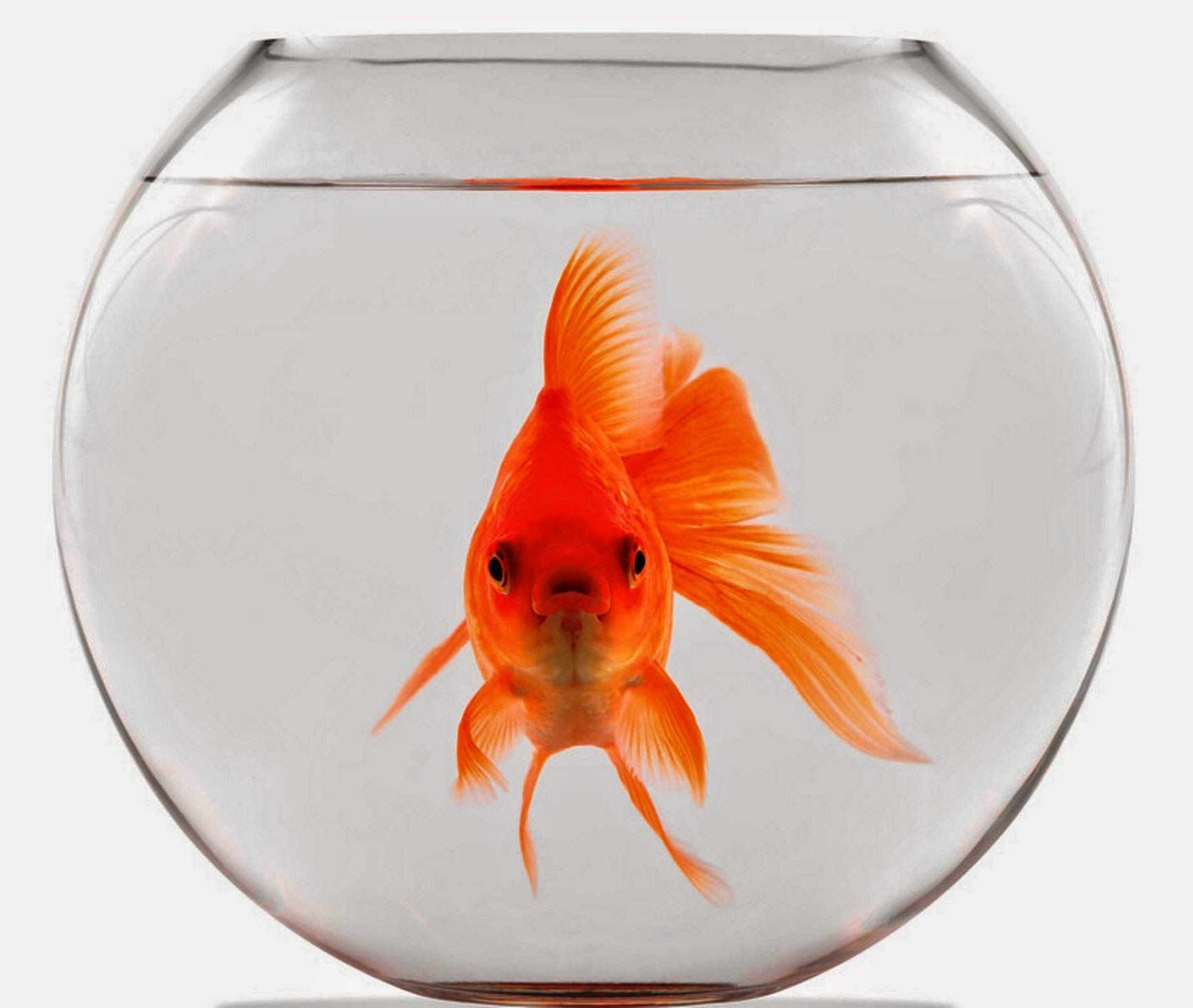 Chi Usa Smartphone E Tablet Ha La Memoria Di Un Pesce Rosso