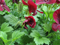 GeraniumFlowerUnfurl2small
