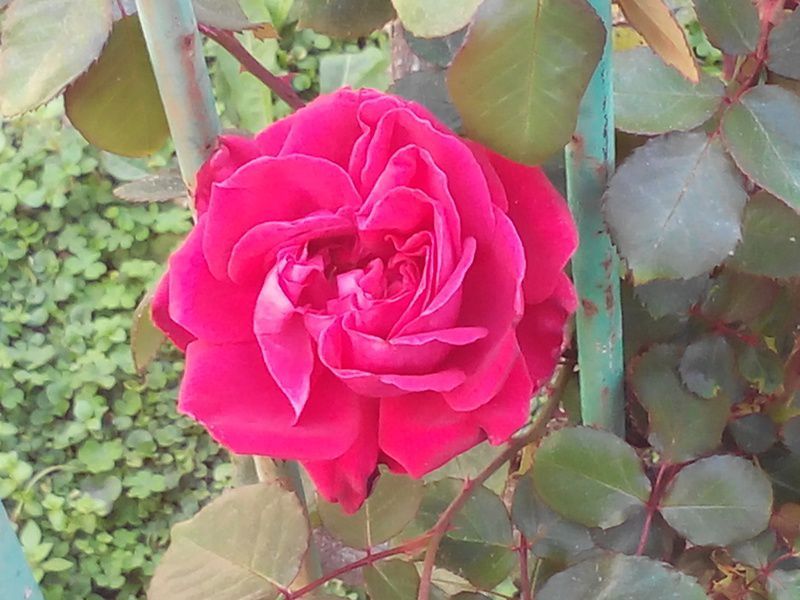 Macro