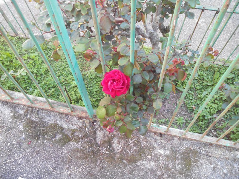 rosa