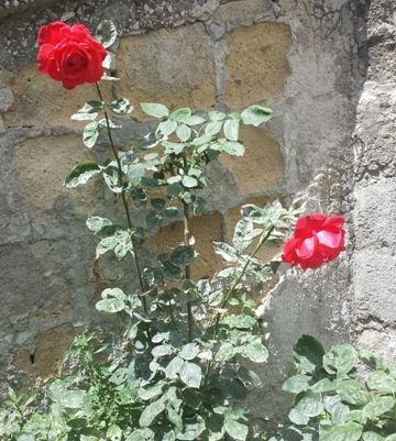 2013-05-25 13.53.26
