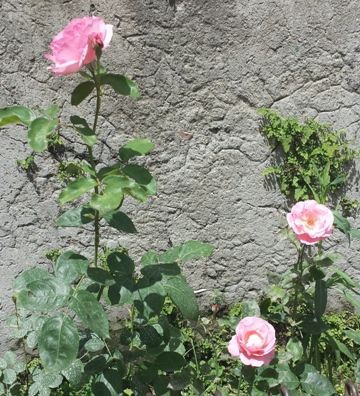 2013-05-25 13.53.36