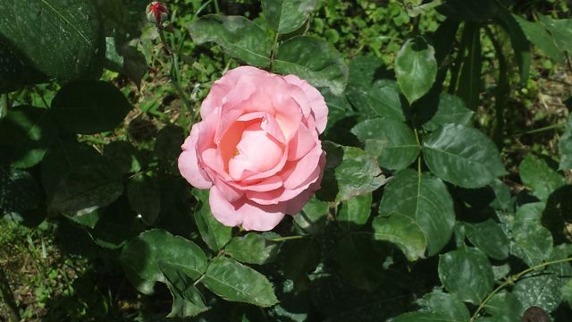 2013-05-25 13.53.48