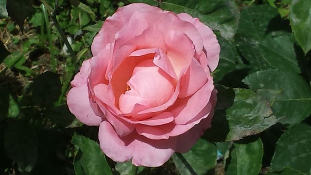 2013-05-25 13.53.58