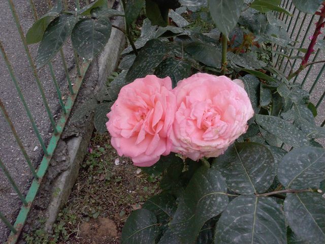 Foto5