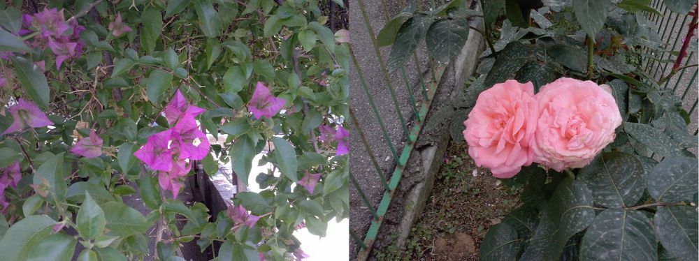 fiori