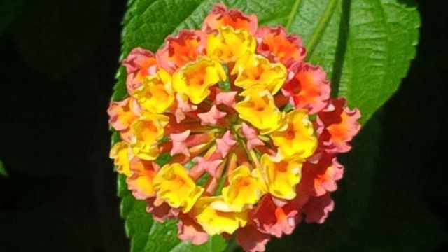 IMG_00000014