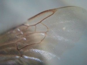 micro-phone-lens-5