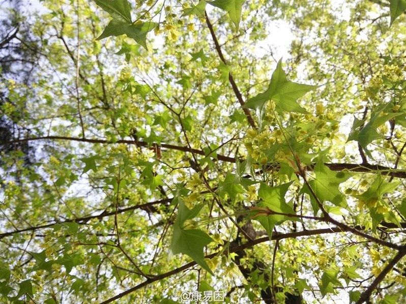 First-alleged-camera-samples-from-the-OnePlus-One-appear (1)