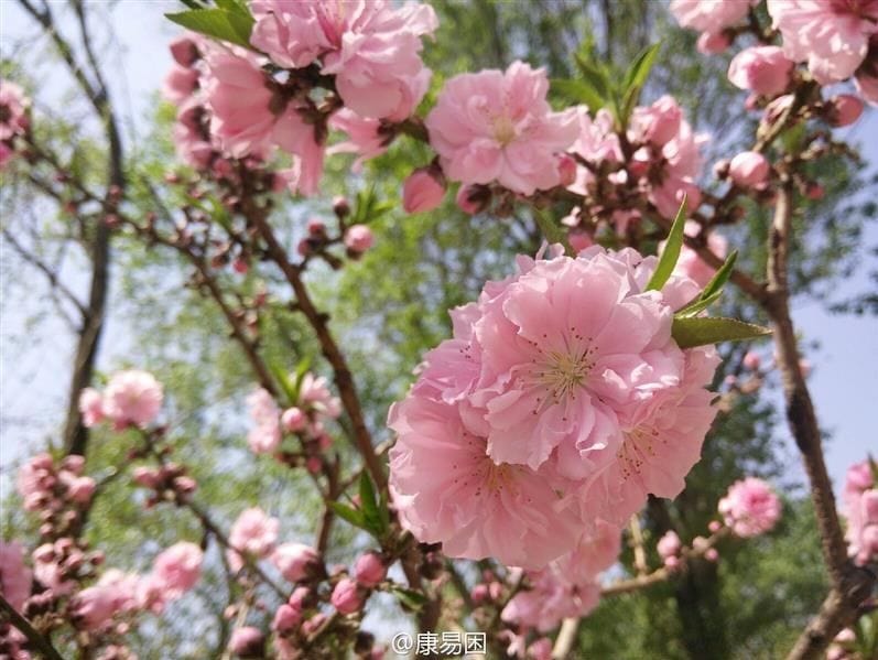 First-alleged-camera-samples-from-the-OnePlus-One-appear
