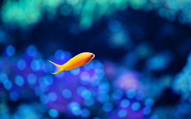 Little-Fish-640x400