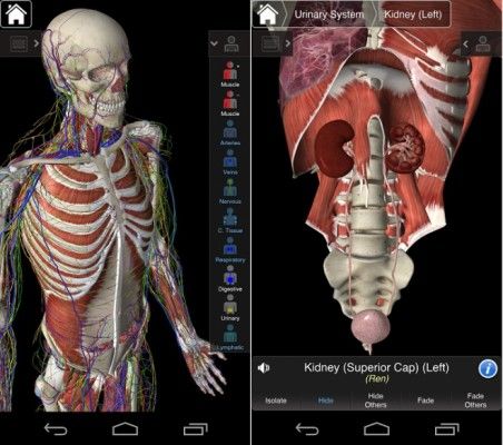 essential-anatomy-3.jpg2