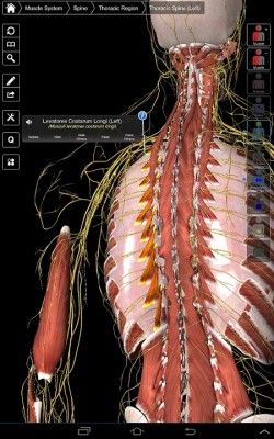essential-anatomy-3.jpg3
