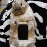 smartphone