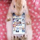 smartphone
