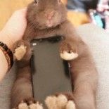 smartphone