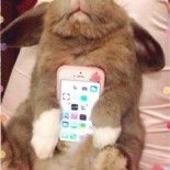 smartphone