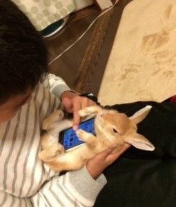 smartphone