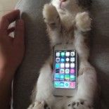 smartphone