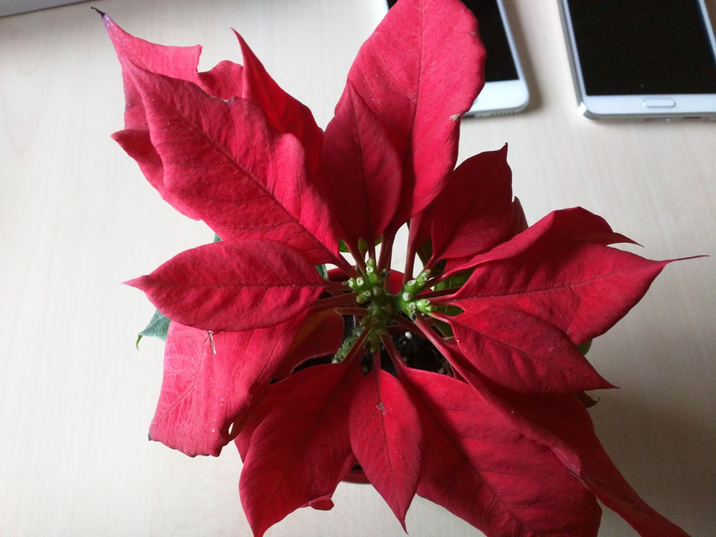 Nexus 6 (19)