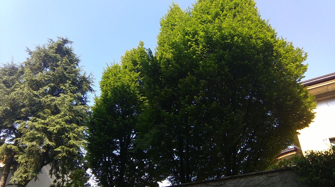 IMAG0006