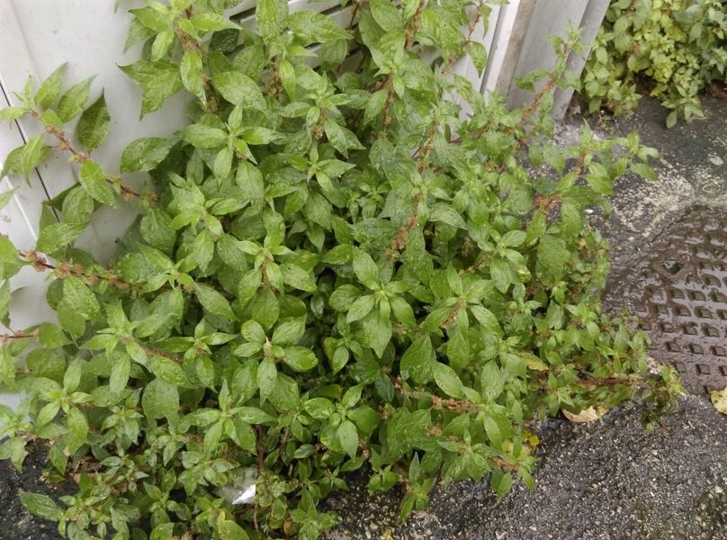 IMAG0042