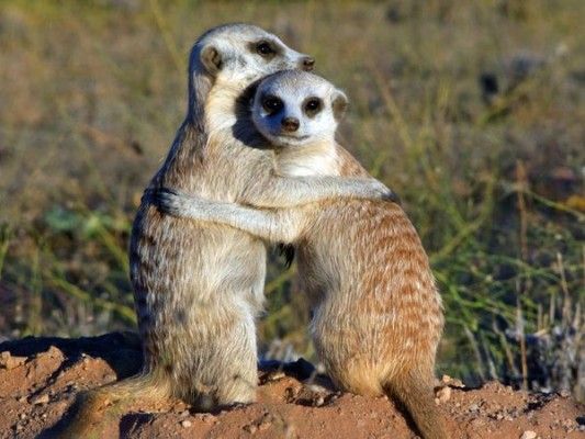 meerkat