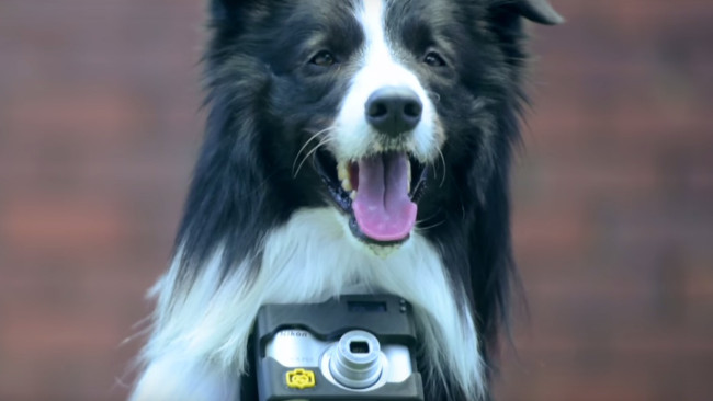 Nikon per cani