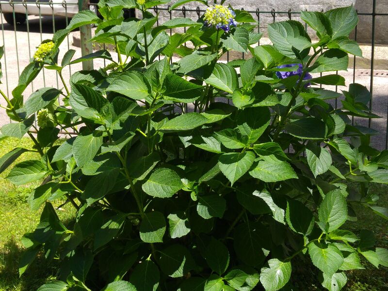 LG G4 (12)