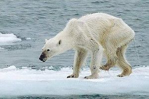 orso bianco