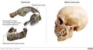 homo naledi