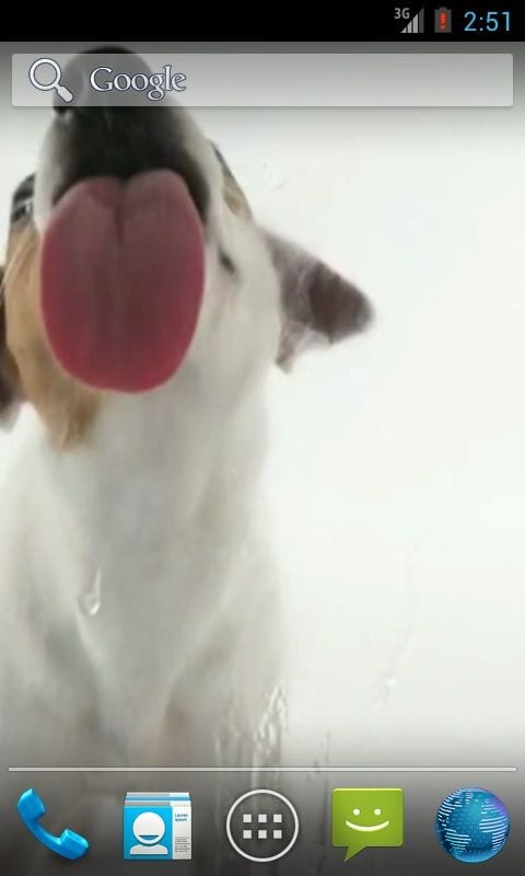 Dog-Licks-Screen-Wallpaper