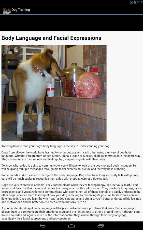 Dog-Training