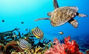 Wwf allarme Unesco