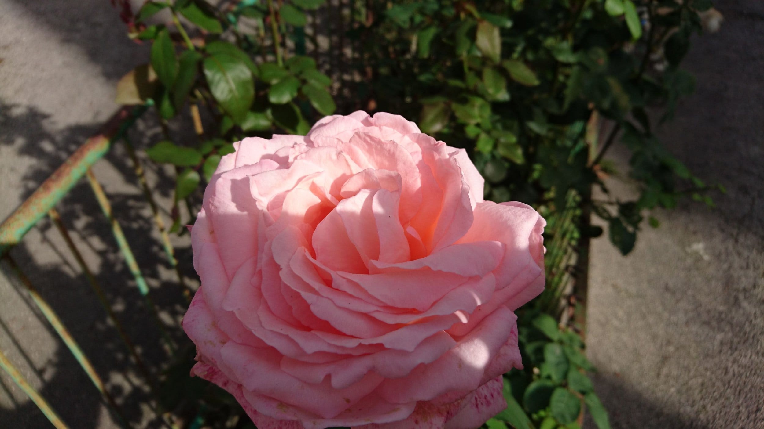 Xperia Z5 (21)