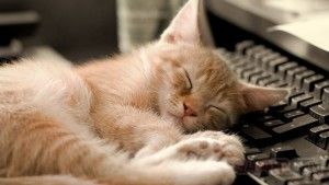 PawSense