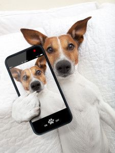 10 app Android per chi ama il mondo dei cani