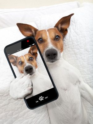 10 app Android per chi ama il mondo dei cani