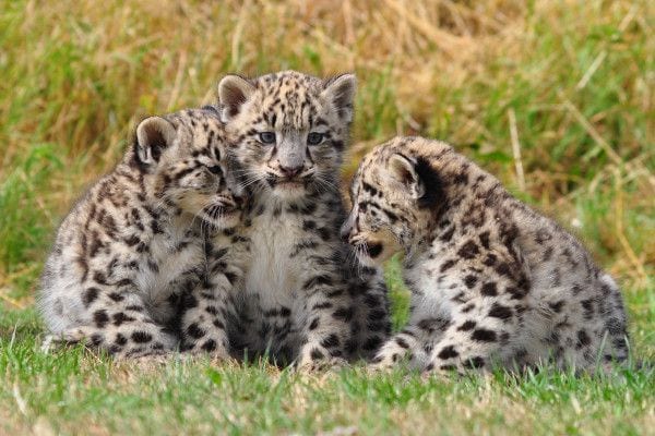 leopardo delle nevi