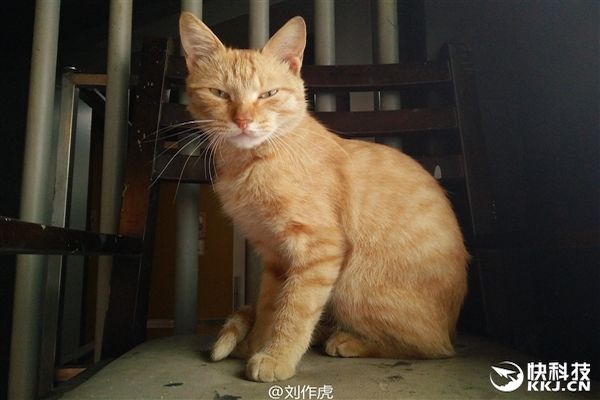 oneplus-x-photo-600x400