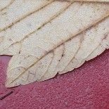 LG V10: la risoluzione delle foto è ottima