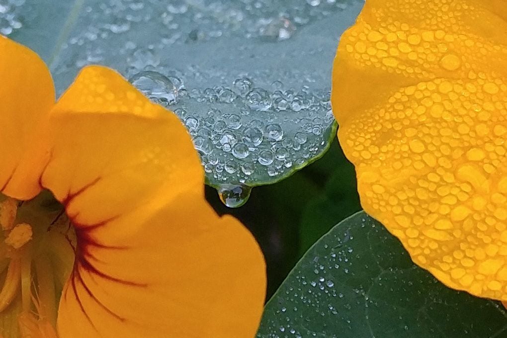 LGV102 LG V10: la risoluzione delle foto è ottima
