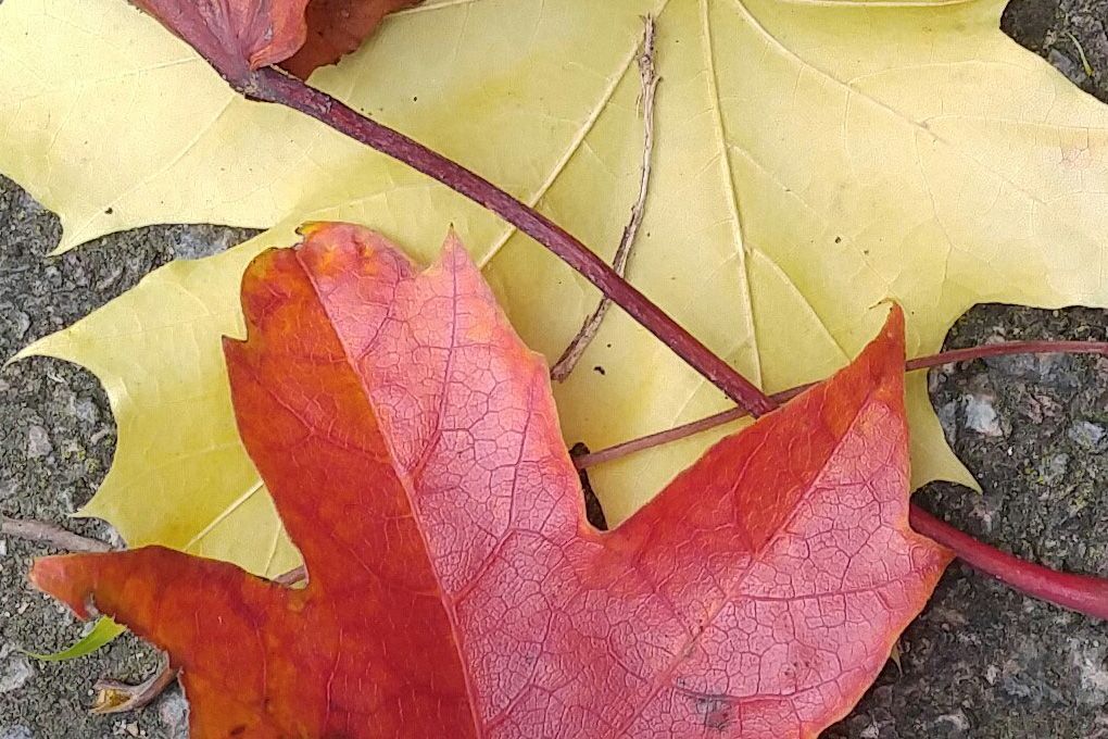 LGV104 LG V10: la risoluzione delle foto è ottima