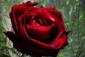 Sboccia la rosa bionica, l'incontro tra elettronica organica e biologia vegetale
