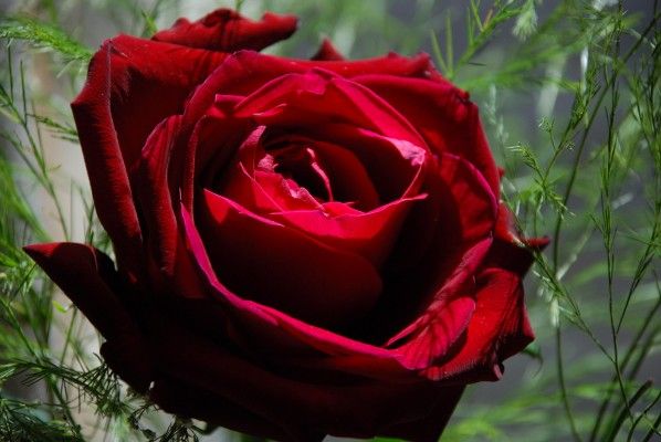Rosa bionica, nasce dall'incontro tra elettronica organica e biologia vegetale