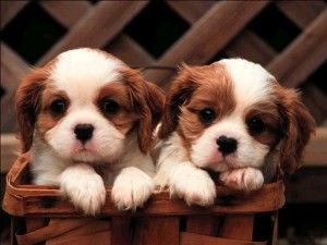 cani in provetta