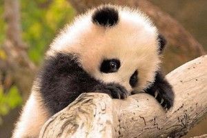 panda gigante