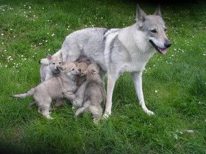 Dal fiuto per le malattie all'empatia, la scienza scopre le nuove qualità dei cani