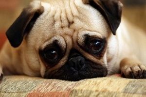 cani emozioni