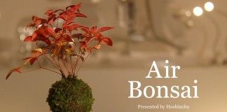 air bonsai